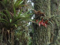 Tillandsioideae