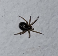 Steatoda borealis
