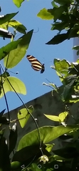 Heliconius charithonia vazquezae