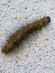 Acronicta leporina
