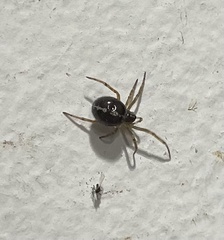 Steatoda borealis