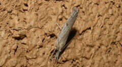 Fissicrambus mutabilis