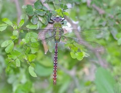 Anax concolor
