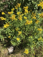 Solidago juncea
