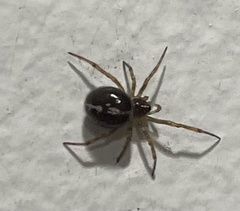 Steatoda borealis