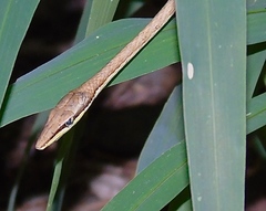 Oxybelis microphthalmus