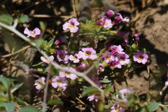 Diplacus torreyi