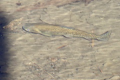 Oncorhynchus clarkii