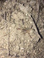 Paravaejovis confusus