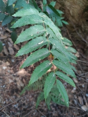Berberis nervosa