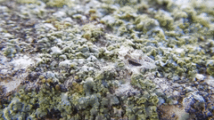 Tingidae