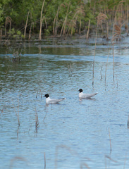 Hydrocoloeus minutus