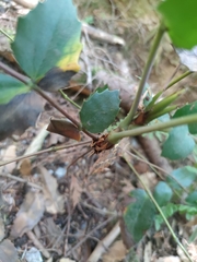 Berberis nervosa