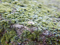 Tingidae