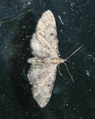 Eupithecia miserulata