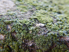 Tingidae