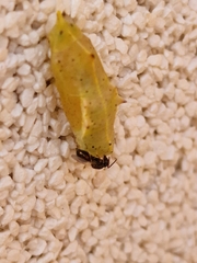 Pieris rapae