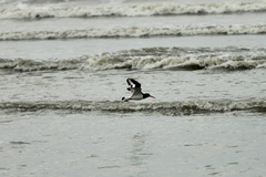 Haematopus ostralegus
