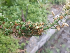 Albuca