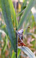 Gomphocerippus rufus