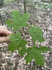Acer floridanum