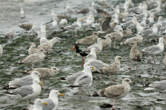 Haematopus ostralegus