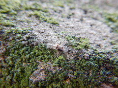 Tingidae