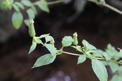 Coleus