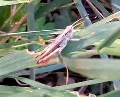 Gomphocerippus rufus