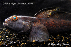 Gobius niger