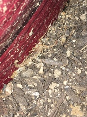 Paravaejovis confusus