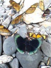 Lyropteryx lyra