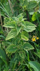 Urtica dioica