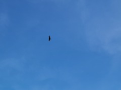Buteo albonotatus
