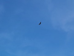 Buteo albonotatus