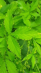 Agrimonia striata
