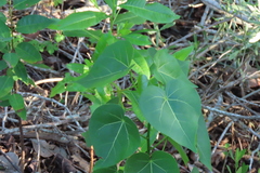 Thespesia populnea
