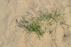 Sporobolus alopecuroides