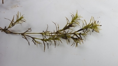 Najas flexilis