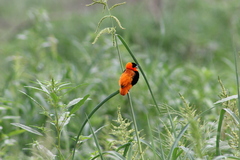 Euplectes franciscanus