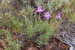 Penstemon gairdneri