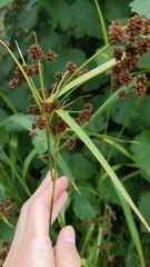 Scirpus atrovirens