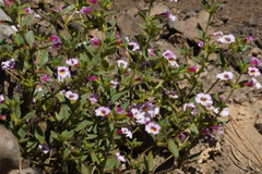 Diplacus torreyi