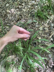 Poaceae