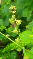 Agrimonia striata