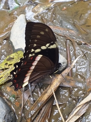 Papilio coroebus