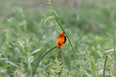 Euplectes franciscanus