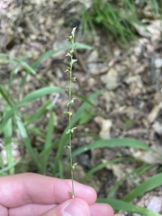 Poaceae