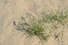 Sporobolus alopecuroides