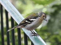 Fringilla coelebs maderensis